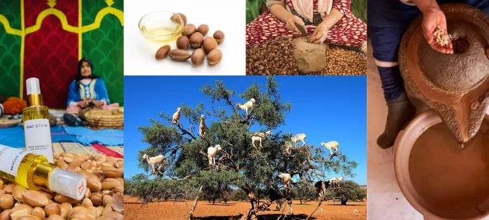 Morocco Argan Oil