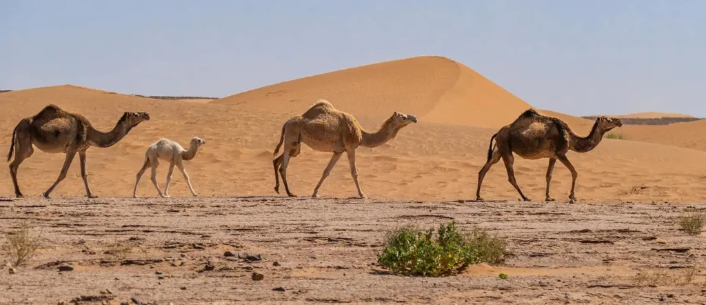 how to get to Erg Chigaga