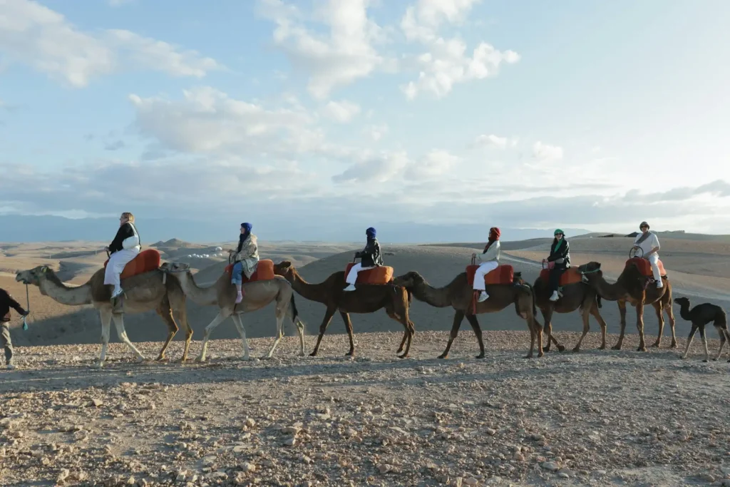 Camel ride across Agafay Desert at sunset near Marrakech