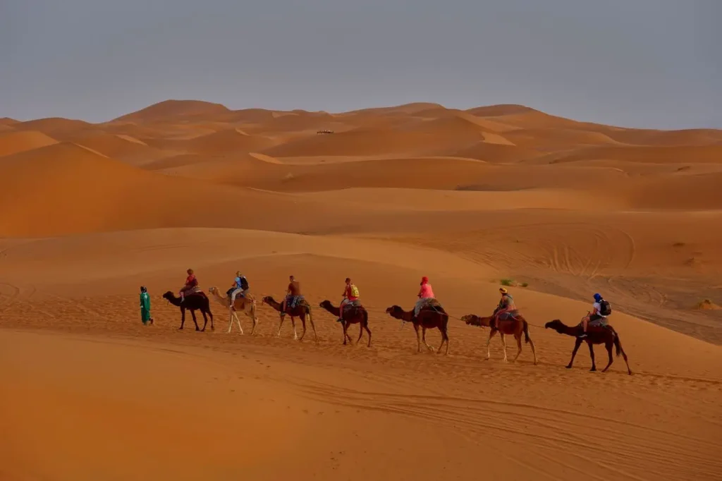 Camel caravan crossing Erg Chebbi dunes at sunset, Sahara Desert Morocco