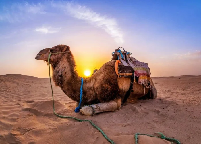 Marrakech to Fes desert tour 4 days